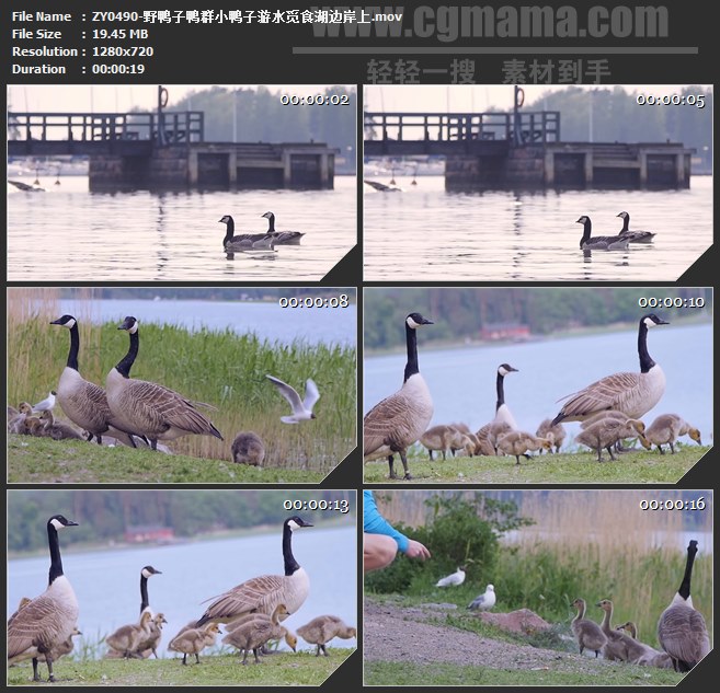 ZY0490-野鸭子鸭群小鸭子游水觅食湖边岸上 高清实拍视频素材