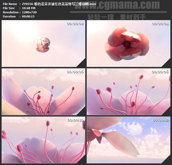 ZY0556-粉色花朵开放红色花蕊特写三维动画 高清实拍视频素材