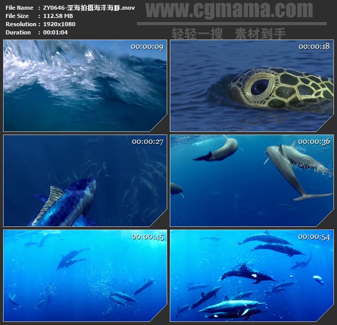 ZY0646-深海拍摄海洋海豚 高清实拍视频素材