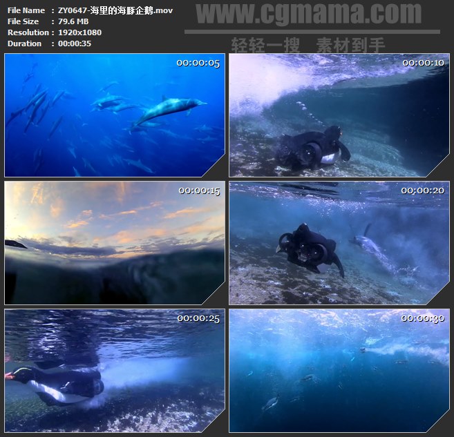 ZY0647-海里的海豚企鹅 高清实拍视频素材
