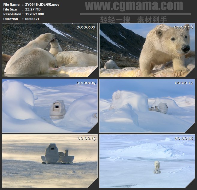 ZY0648-北极熊 高清实拍视频素材