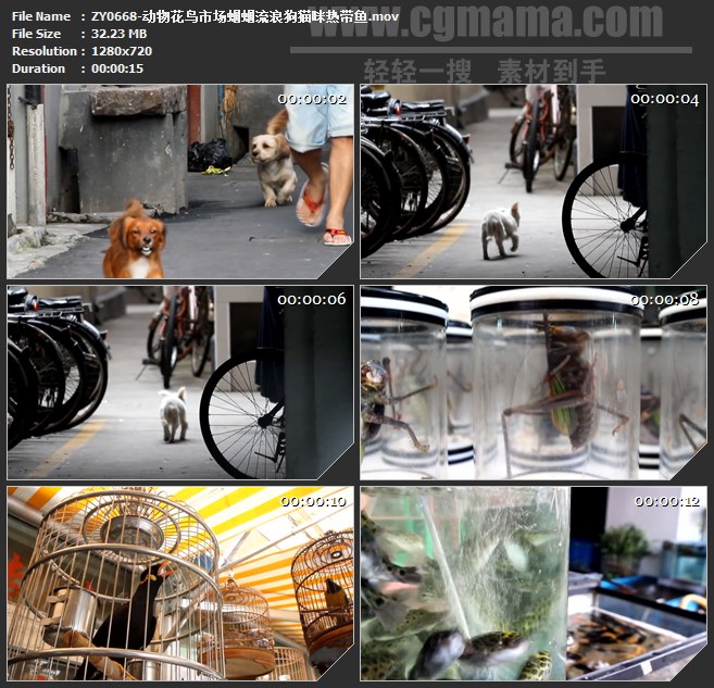 ZY0668-动物花鸟市场蝈蝈流浪狗猫咪热带鱼 高清实拍视频素材