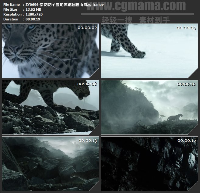 ZY0696-猎豹豹子雪地奔跑翻越山岗高山 高清实拍视频素材