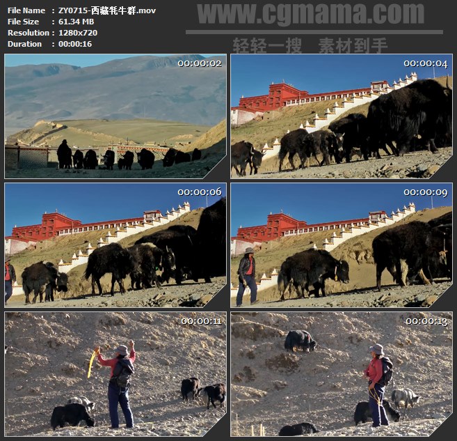 ZY0715-西藏牦牛群 高清实拍视频素材