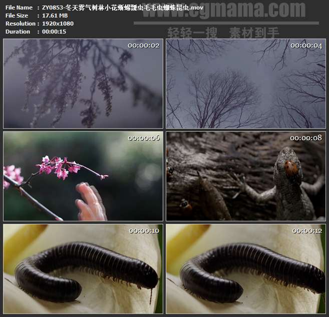 ZY0853-冬天雾气树林小花蜥蜴瓢虫毛毛虫蜘蛛昆虫 高清实拍视频素材