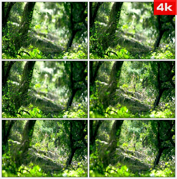 4K0011植物灌木岩石树林 高清实拍视频素材