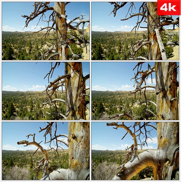 4K0035犹他州的死树景观高清实拍视频素材