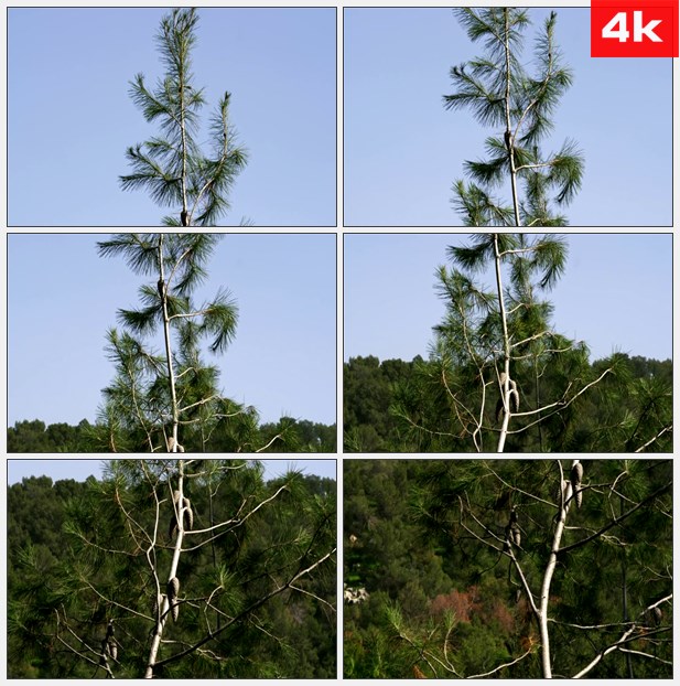 4K0060仰拍群山里的树木 高清实拍视频素材