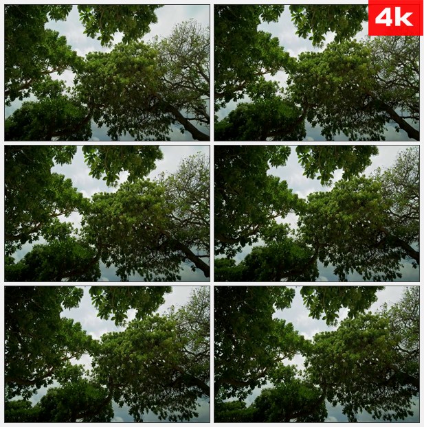4K0063仰拍大树高清实拍视频素材