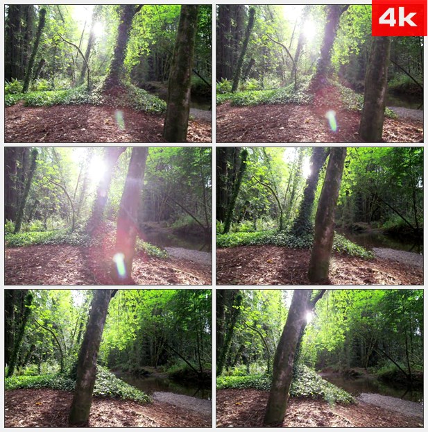 4K0064阳光照射在树林里 高清实拍视频素材