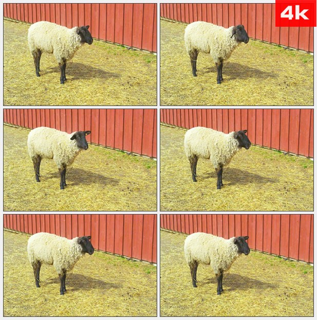 4K0083羊吃干草 高清实拍视频素材