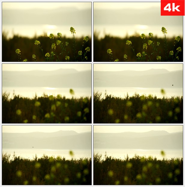 4K0129夕阳远山河流黄色油菜花特写 高清实拍视频素材
