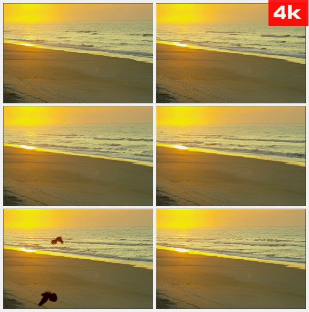 4K0132夕阳下的海滩鸟类飞过 高清实拍视频素材