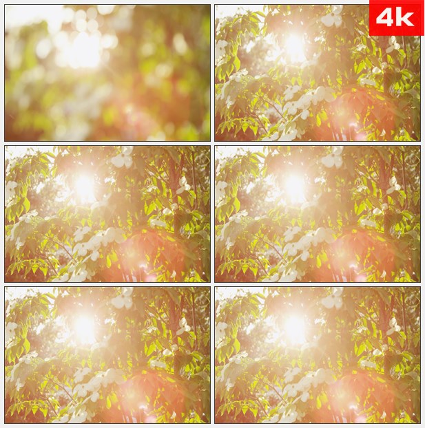 4K0139温暖阳光绿叶白色小花树枝高清实拍视频素材