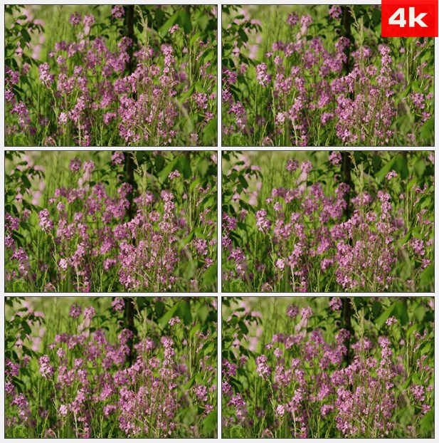 4K0152田野紫色小花野花 高清实拍视频素材