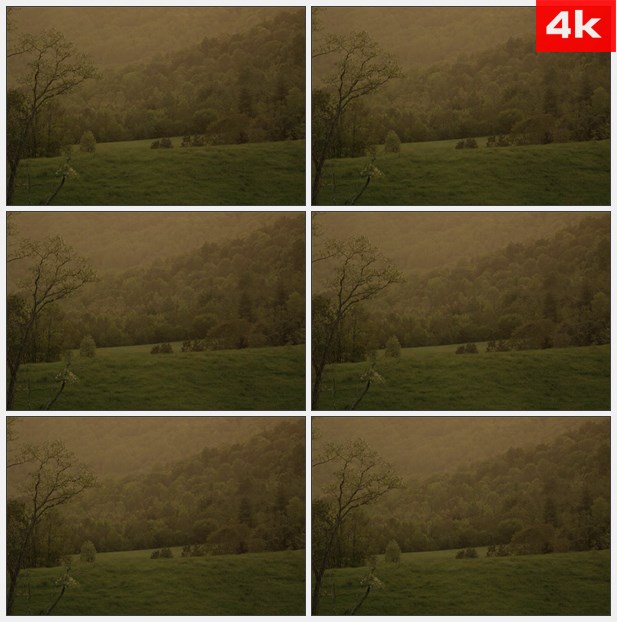 4K0165太阳沐浴树林高清实拍视频素材