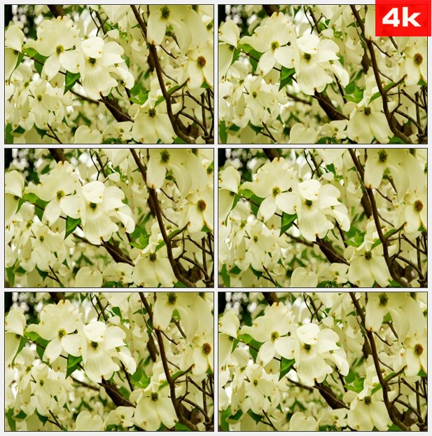 4K0173树枝上的白色花朵随风摇荡 高清实拍视频素材