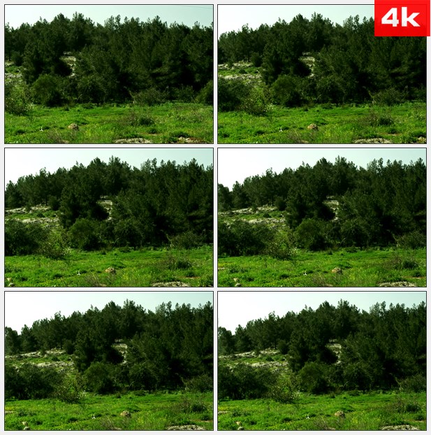 4K0201山丘绿树灌木树林 高清实拍视频素材