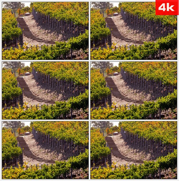 4K0202山坡上的葡萄园 高清实拍视频素材
