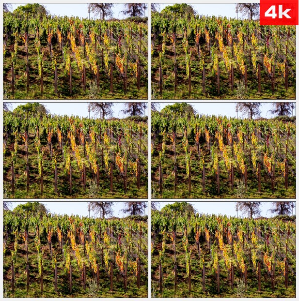 4K0203山坡上的葡萄树 高清实拍视频素材
