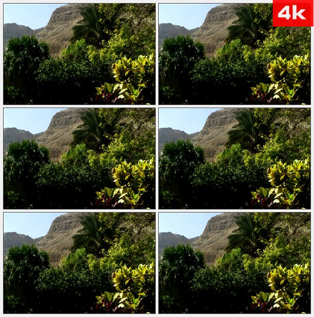 4K0211山顶上的树木 高清实拍视频素材