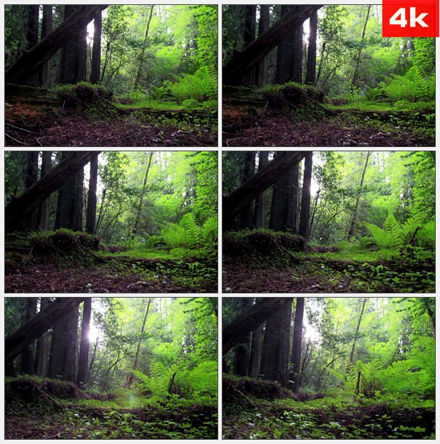 4K0221森林的地面拍摄 太阳照射树木 高清实拍视频素材