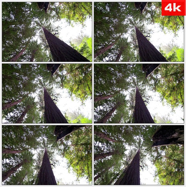 4K0222森林参天大树仰拍旋转 高清实拍视频素材