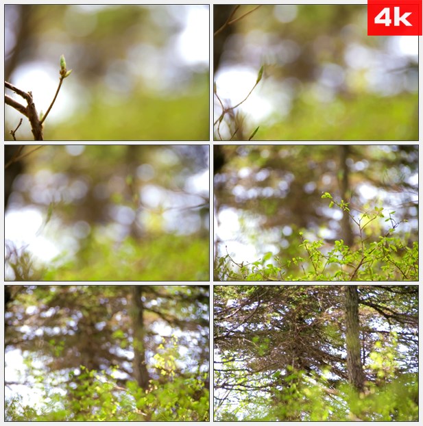 4K0225散焦野外树林树枝 高清实拍视频素材