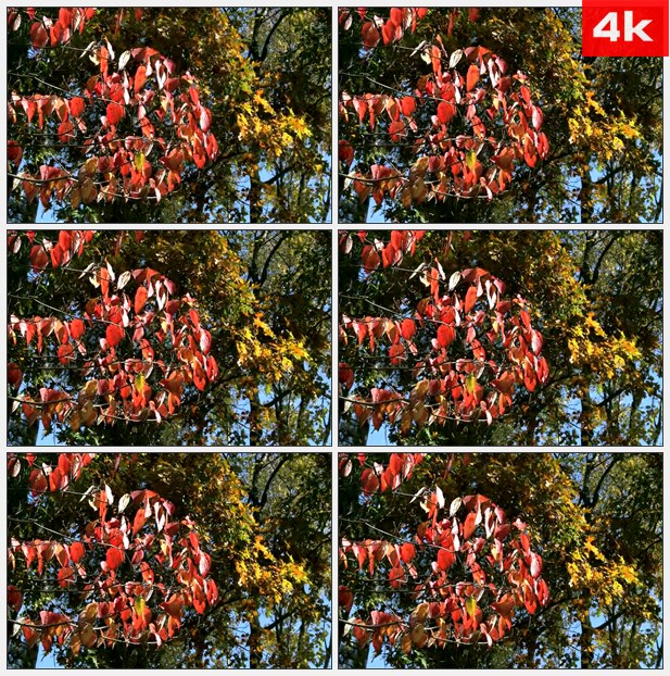 4K0249秋天美景红色黄色彩叶树 高清实拍视频素材