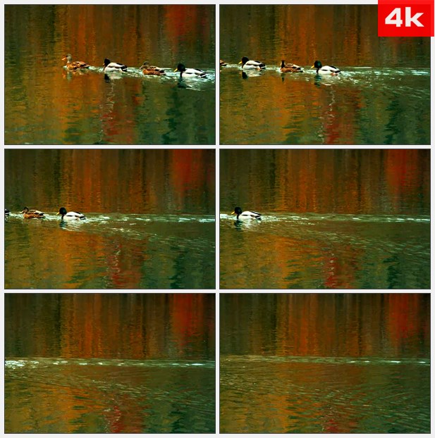 4K0250秋天湖水野鸭群鸭子 高清实拍视频素材