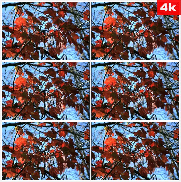 4K0251秋天红色枫叶枫树美景 高清实拍视频素材