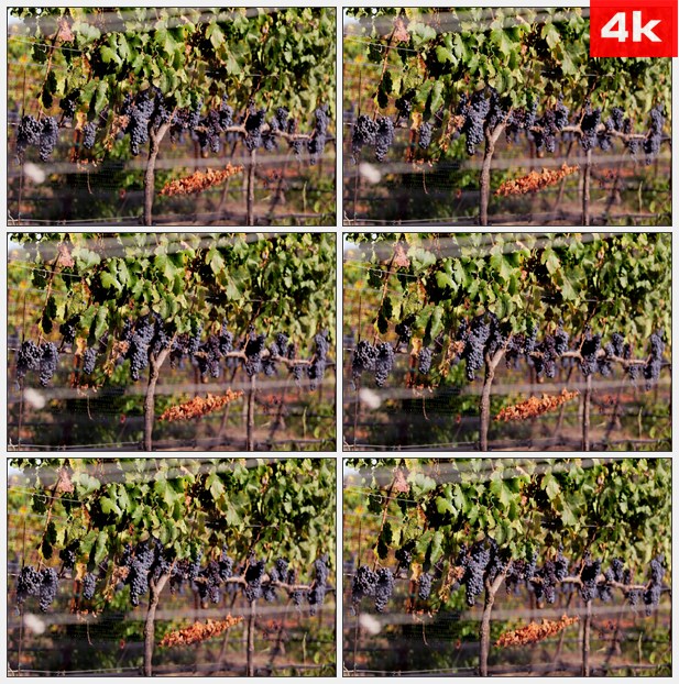 4K0258葡萄园里的葡萄 高清实拍视频素材