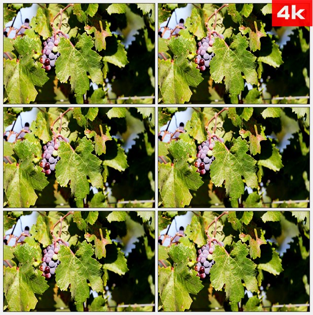 4K0262葡萄园的葡萄特写 高清实拍视频素材