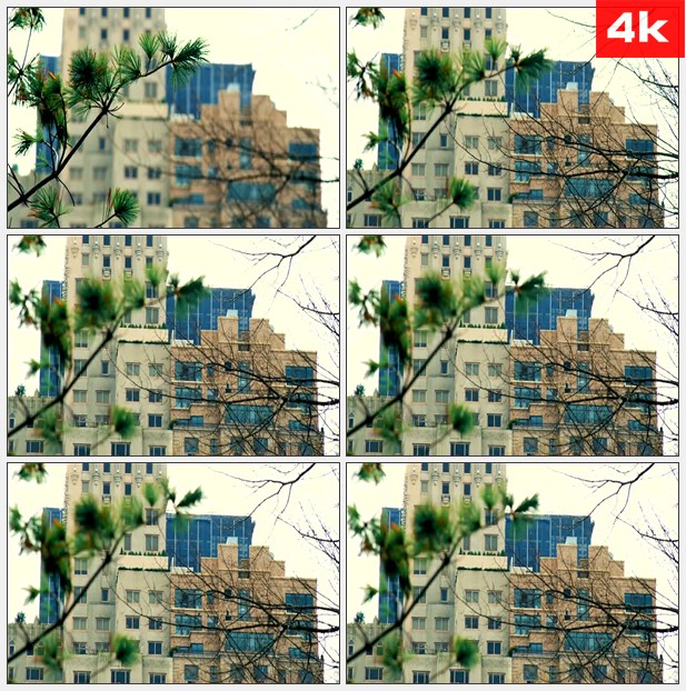4K0325美国城市松树枝 高清实拍视频素材