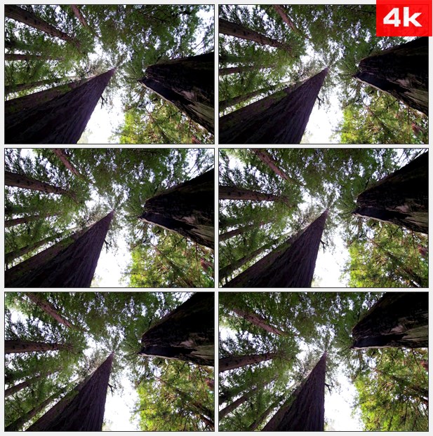 4K0334慢速旋转仰望的红木树 高清实拍视频素材