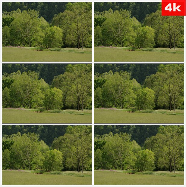 4K0341绿色草地和远方的树林 高清实拍视频素材