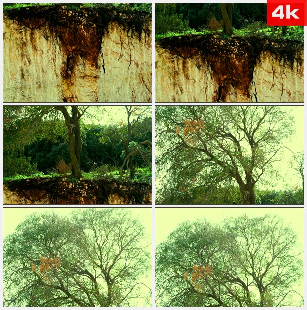 4K0352露出树根的大树 高清实拍视频素材