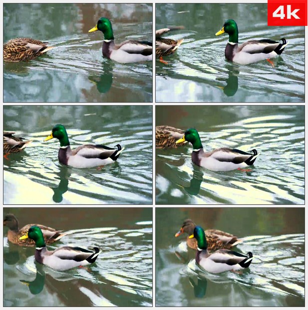 4K0357两只鸭子河中游泳 高清实拍视频素材