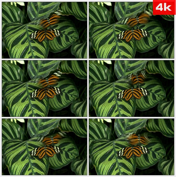 4K0358两只蝴蝶站在绿色的叶子上 高清实拍视频素材