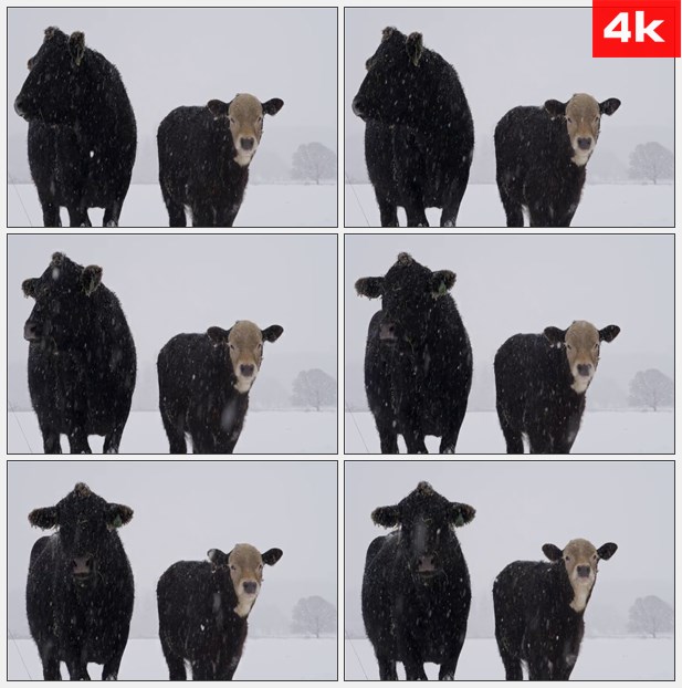 4K0359两头奶牛站在大雪 高清实拍视频素材