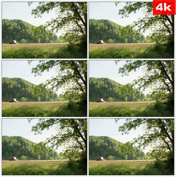 4K0367开阔的农田 大树 高清实拍视频素材