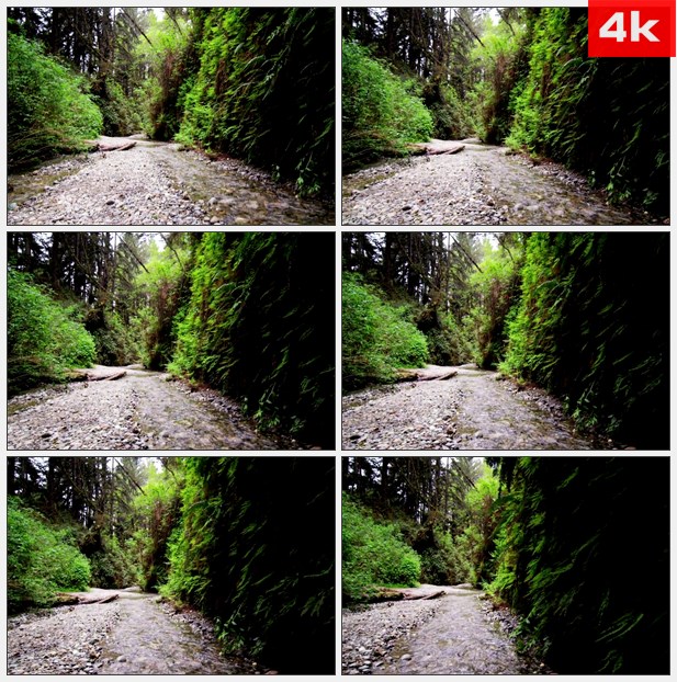 4K0369蕨类植物峡谷中的小溪流淌 高清实拍视频素材