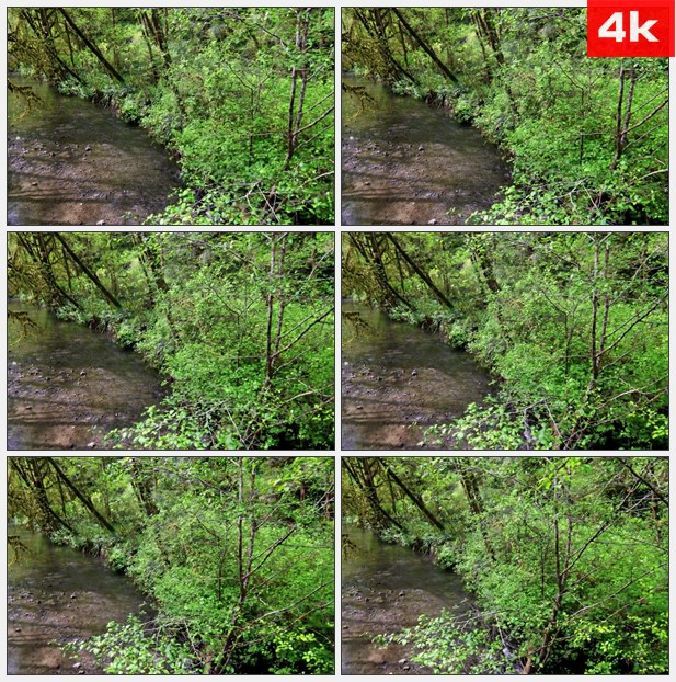 4K0370蕨类植物的峡谷的小溪 高清实拍视频素材