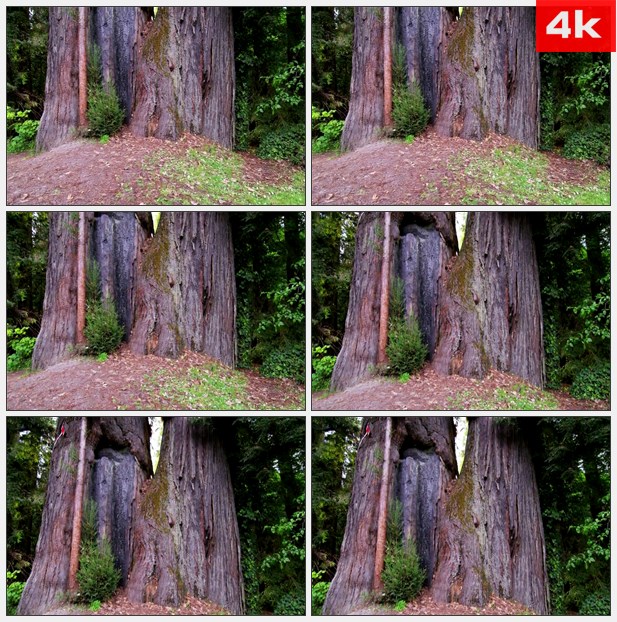 4K0373巨红杉树特写 高清实拍视频素材