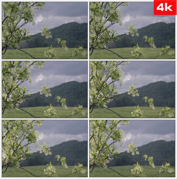 4K0386郊野里随风飘动的树枝 高清实拍视频素材
