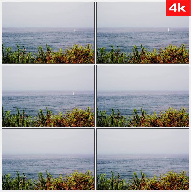 4K0392加利福尼亚航海大海白色帆船树影 高清实拍视频素材