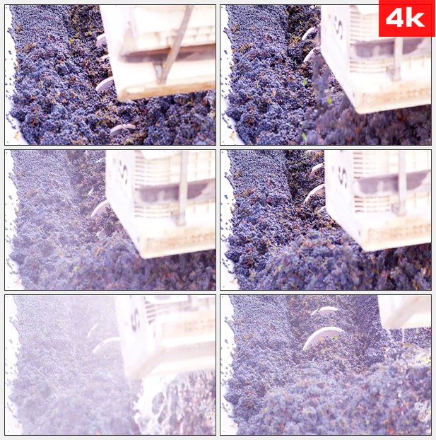 4K0396机械收取蓝莓果实搅拌 高清实拍视频素材