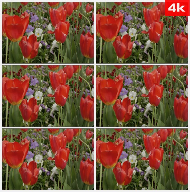 4K0434花园里的红玫瑰 高清实拍视频素材