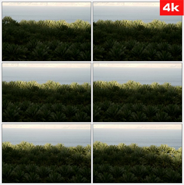 4K0437湖和棕榈树顶 高清实拍视频素材