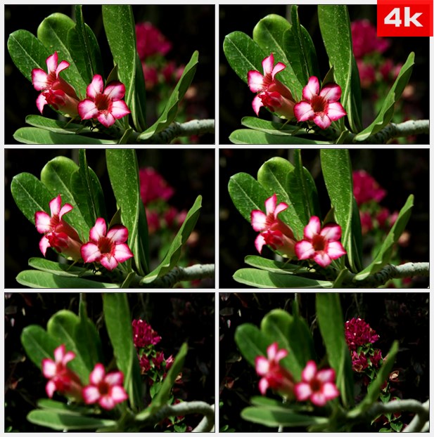 4K0445红色花朵绿叶美景 高清实拍视频素材